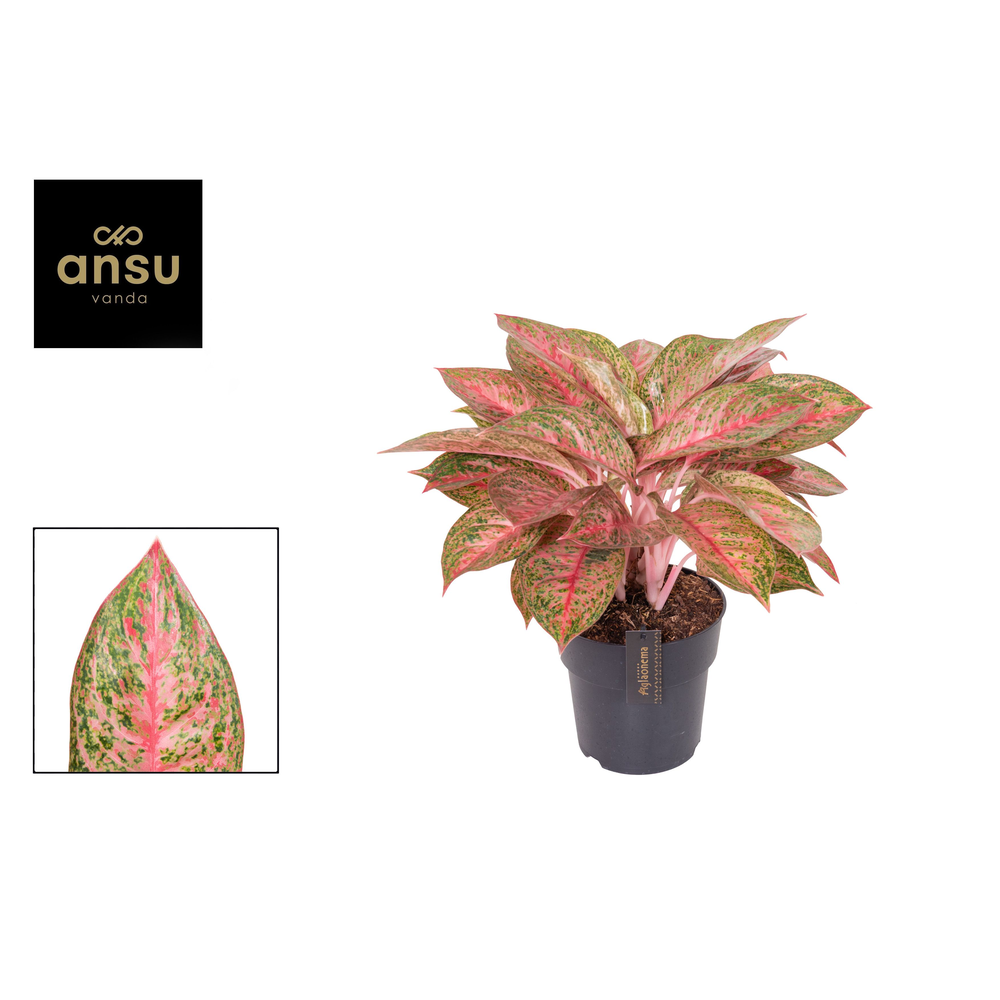 Aglaonema Tango Pink.
