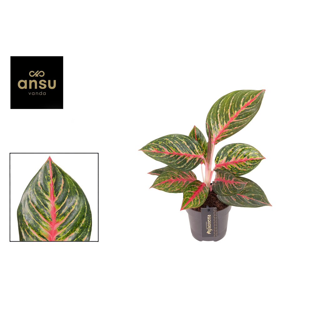 Aglaonema Olive Red.