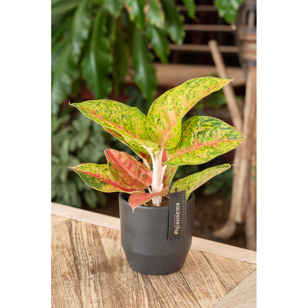 Aglaonema Grand Poppy.