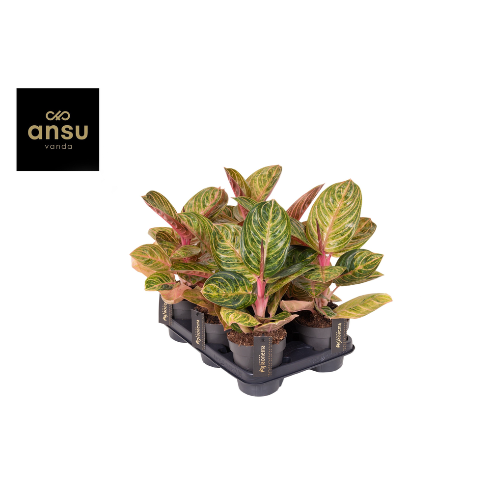 Aglaonema Tourmaline Gold.