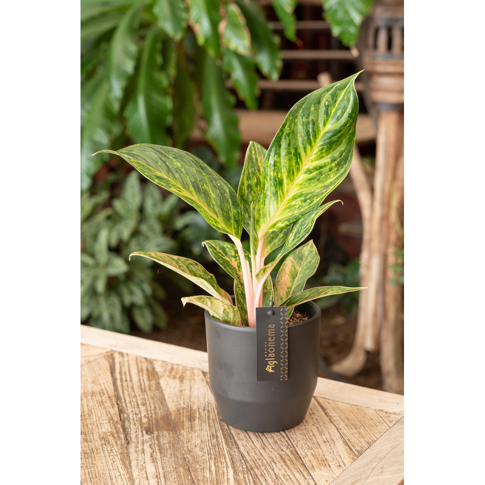 Aglaonema Peach Pearl.