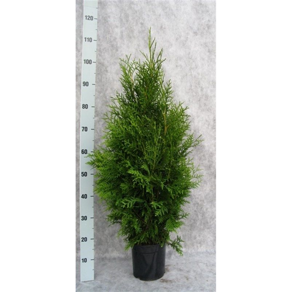 Thuja occidentalis 'Brabant'.