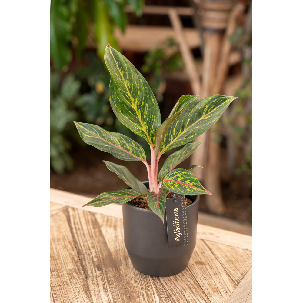 Aglaonema Pepper Bells.