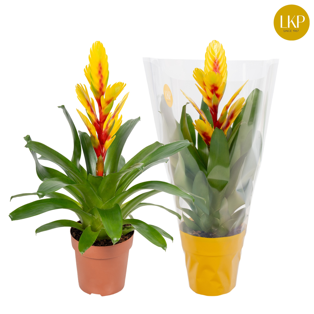 Vriesea Int Yellow Flame Geel (Met Hoes).