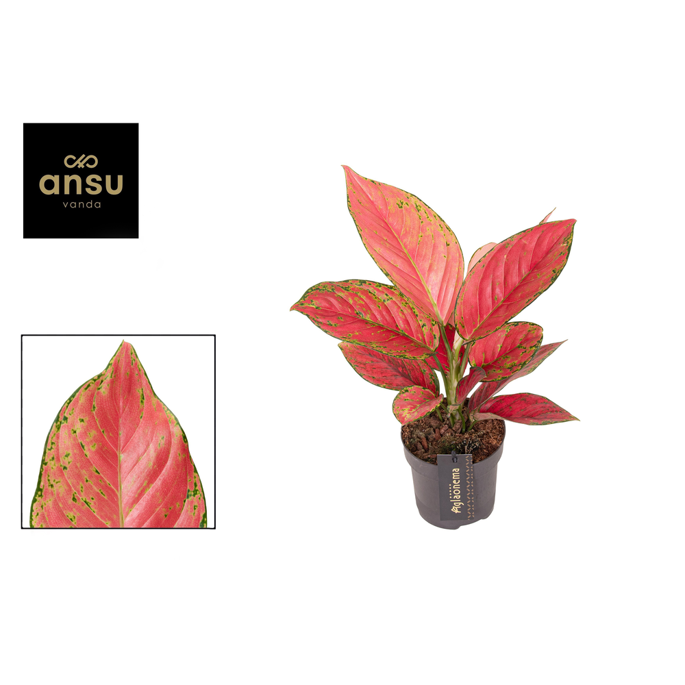 Aglaonema Ruby Love.