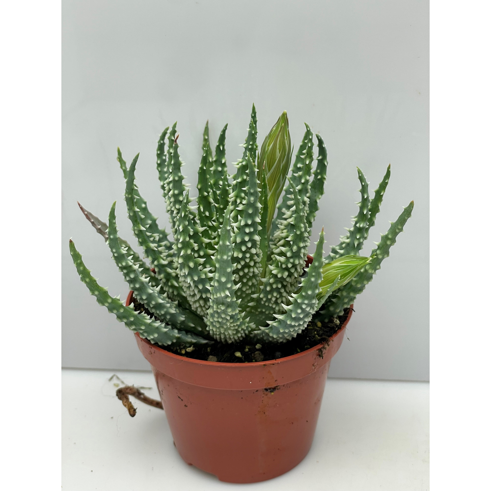 Aloe Humillis 8,5 cm.