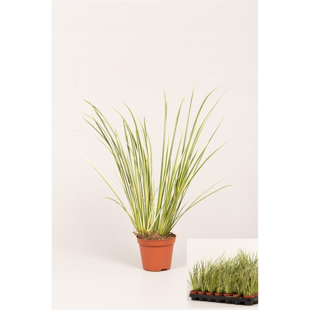 Acorus gram. 'Variegatus'.