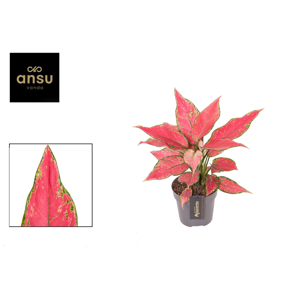 Aglaonema Cherry Baby.