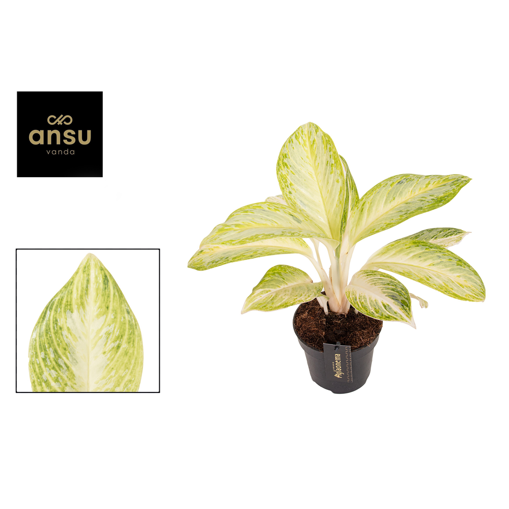 Aglaonema Arctic Lime.