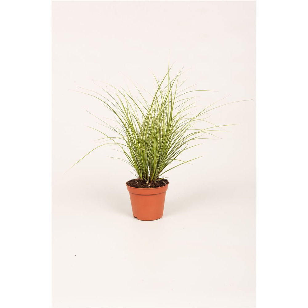 Carex brun. 'Jubilo'®.