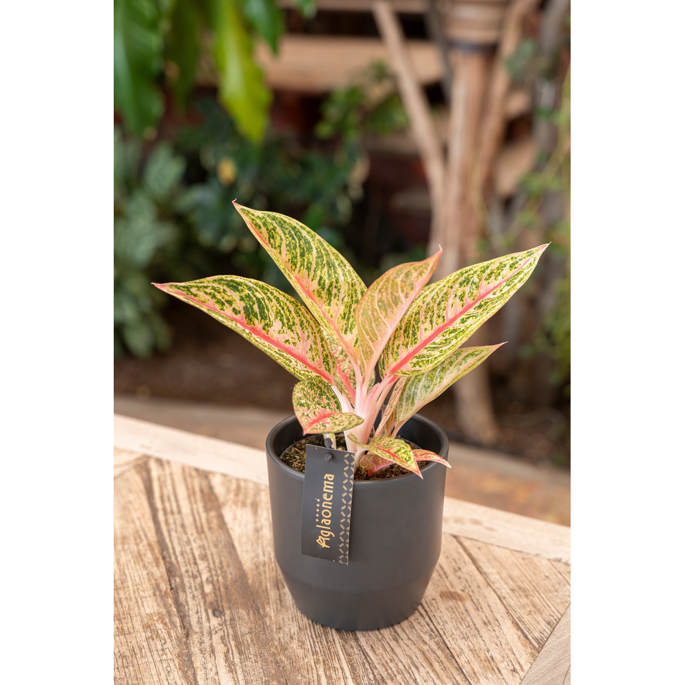 Aglaonema Romance Red.