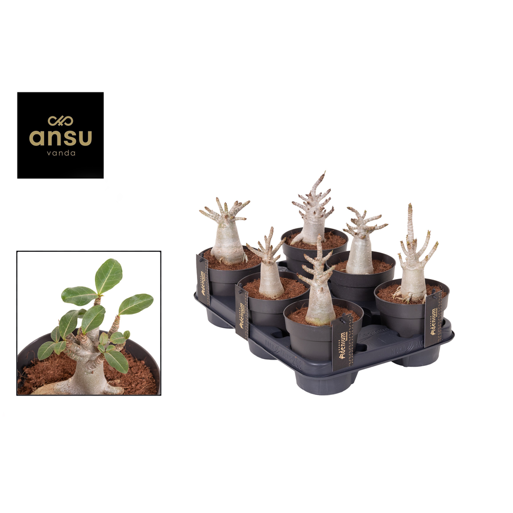 Adenium "Ansu" Baobab Small.