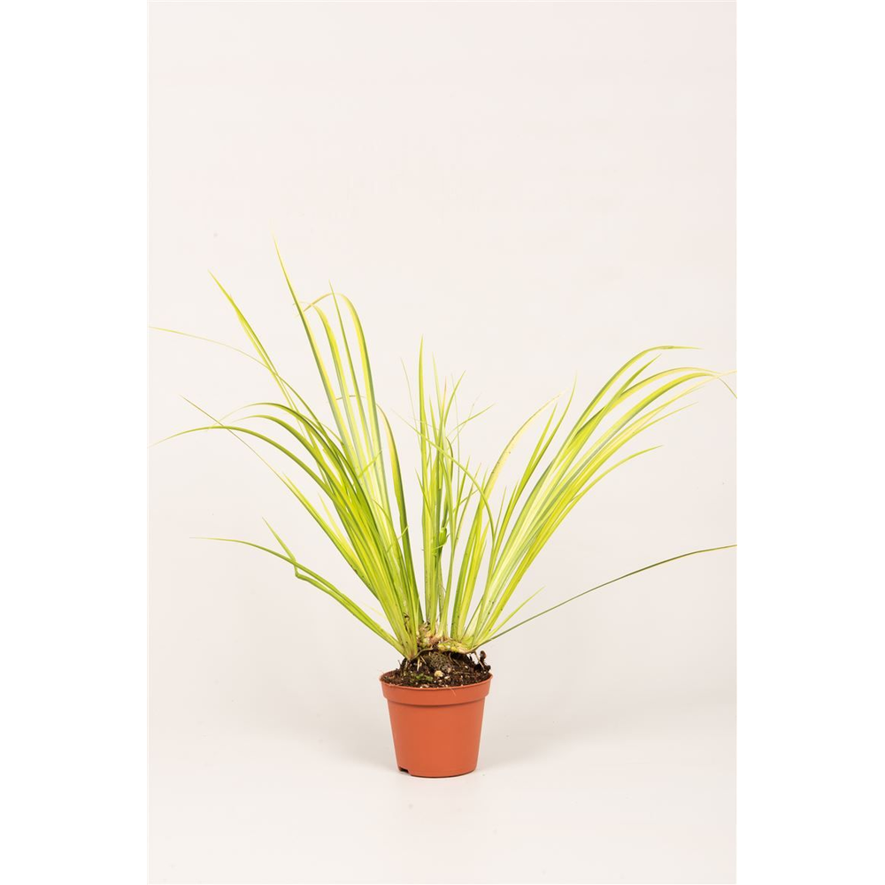 Acorus gram. 'Ogon'.