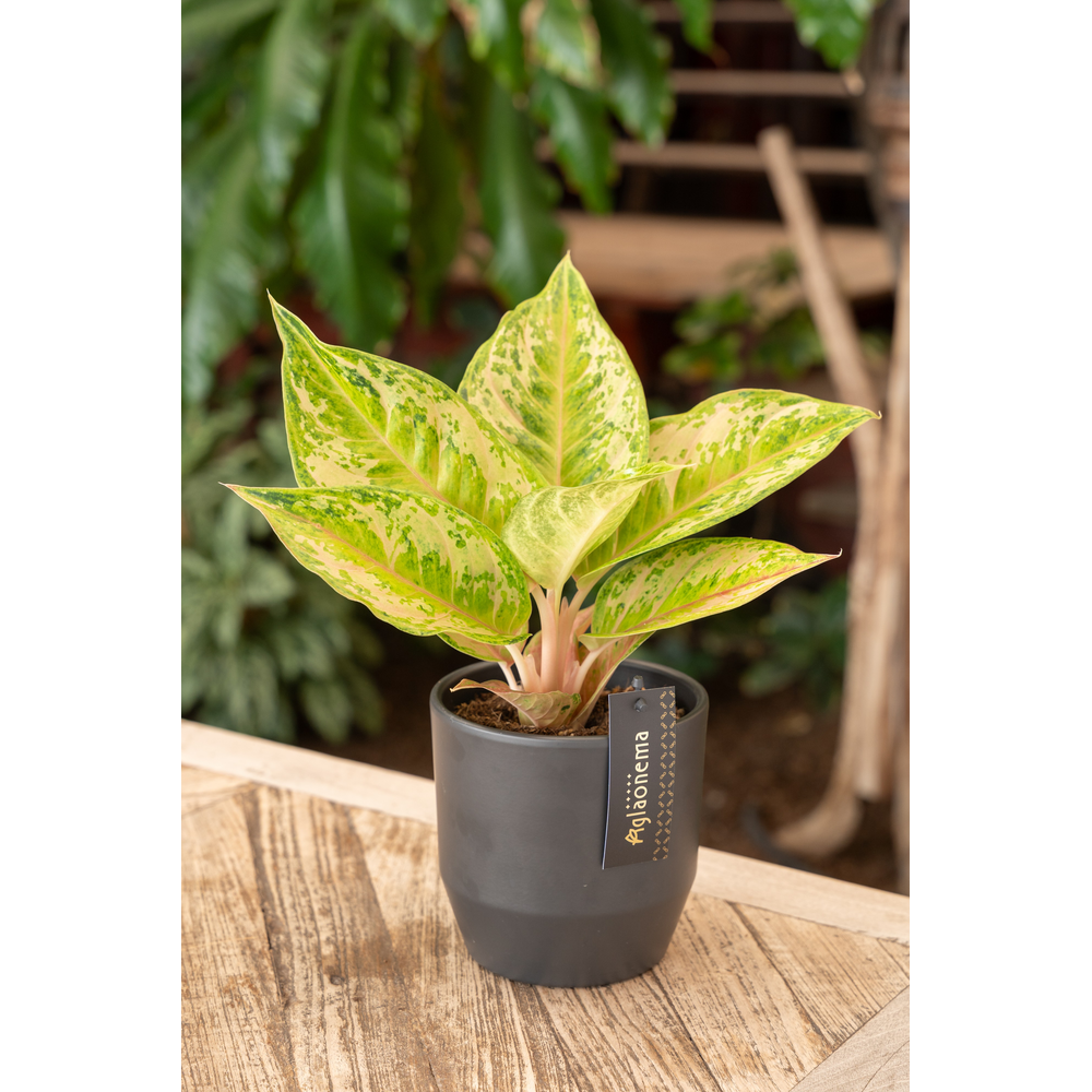 Aglaonema Pastella.