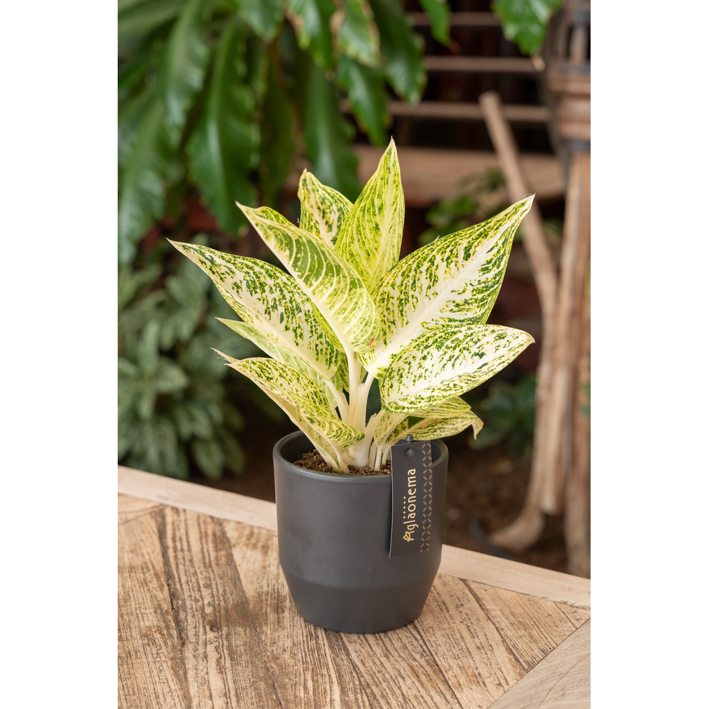 Aglaonema Polar Springtime.