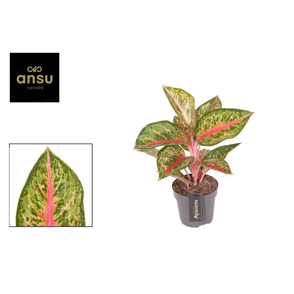 Aglaonema Paradise Red.