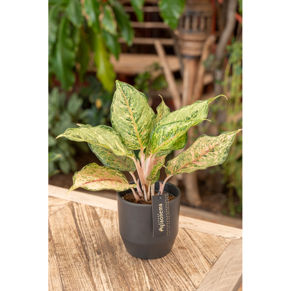 Aglaonema Pistachio Pink.