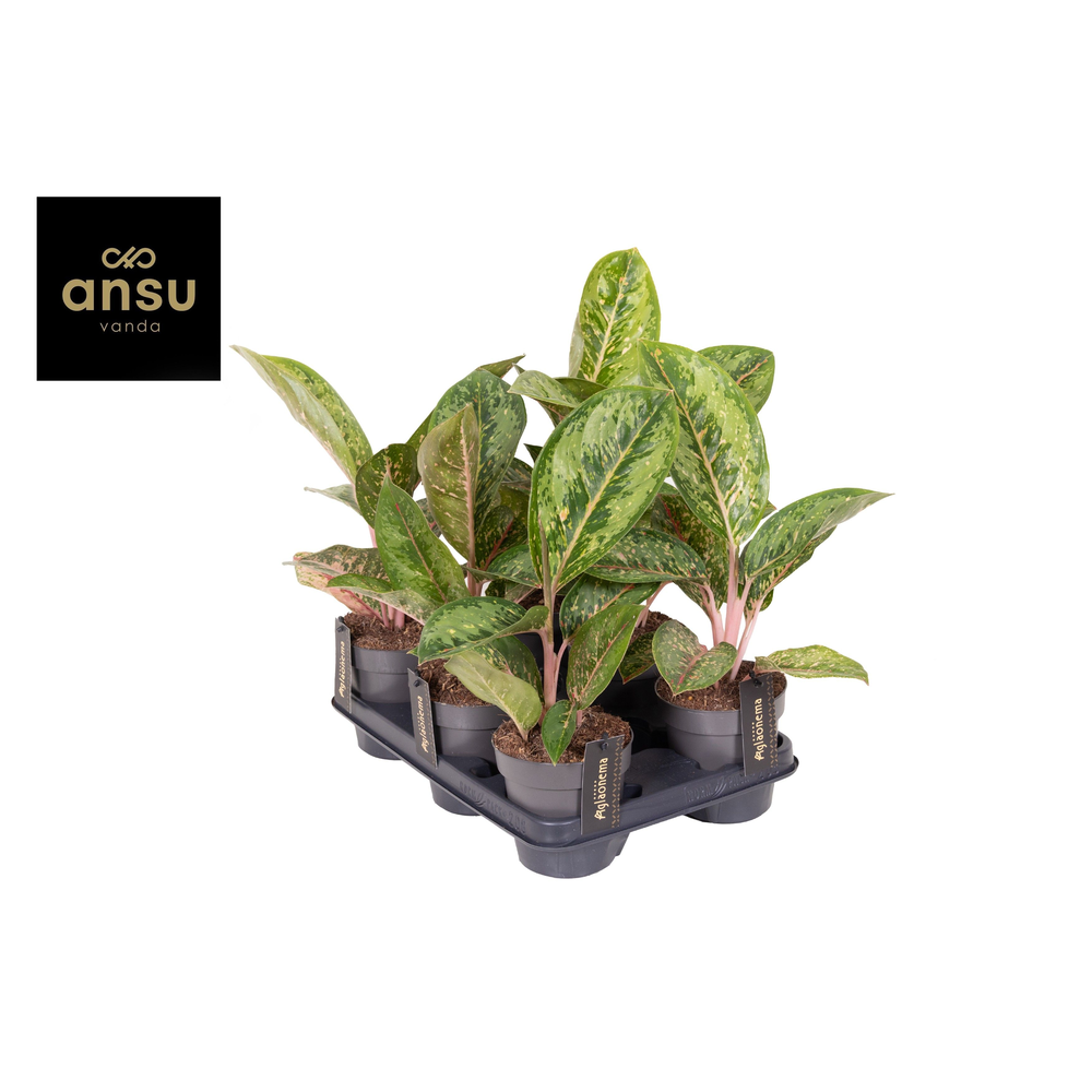 Aglaonema Camo Coralie.