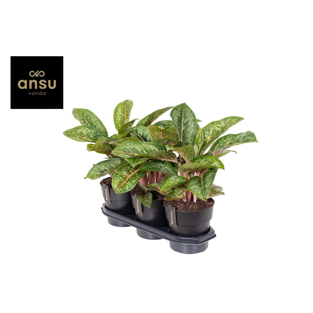 Aglaonema Camo Coralie.