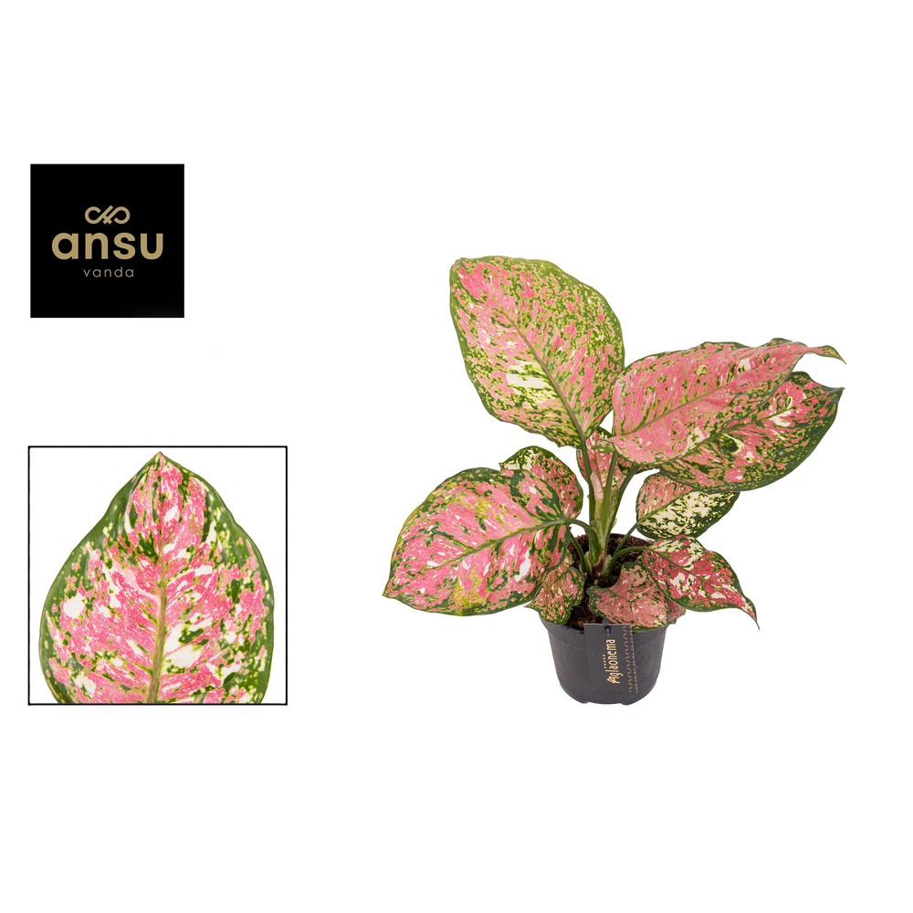 Aglaonema Jazzy Red.