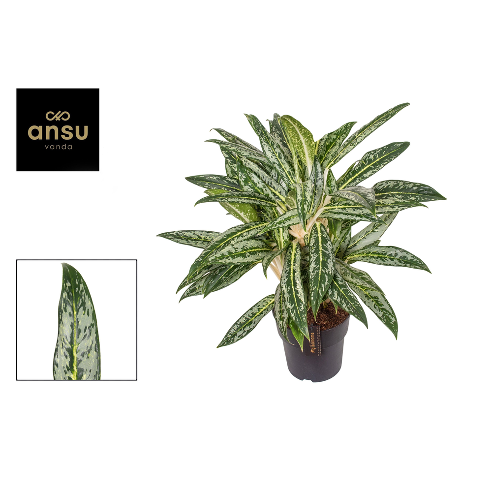 Aglaonema Matcha Lemon.