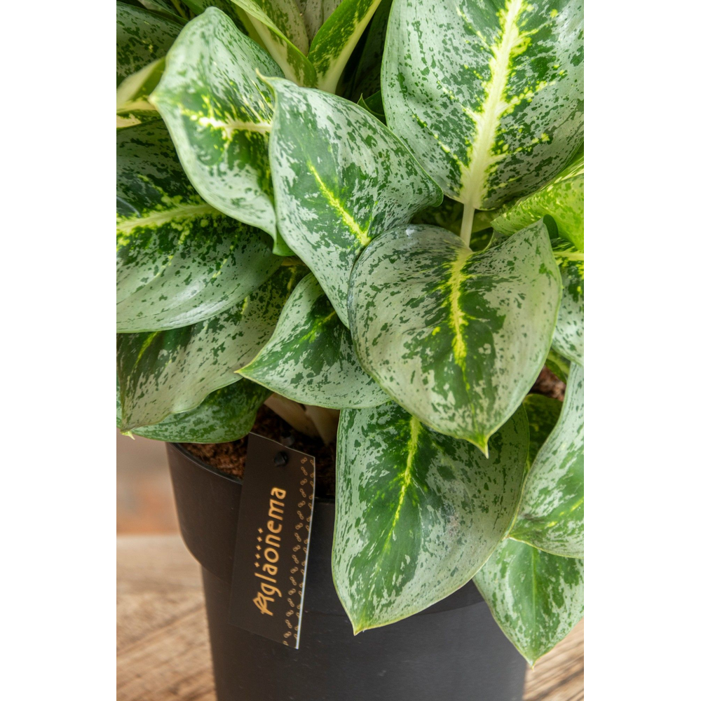 Aglaonema Lemon Mint.