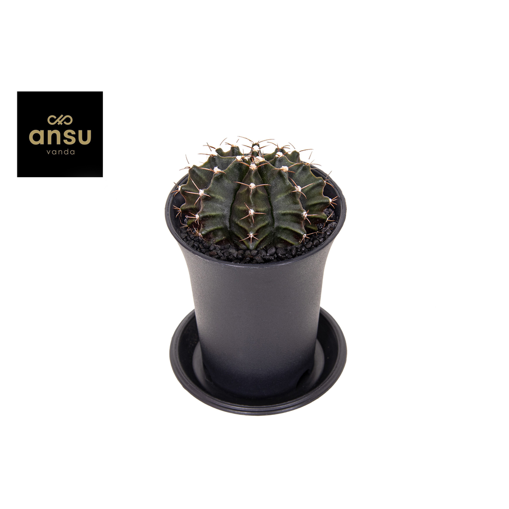 Gymno Cactus 'Green'.