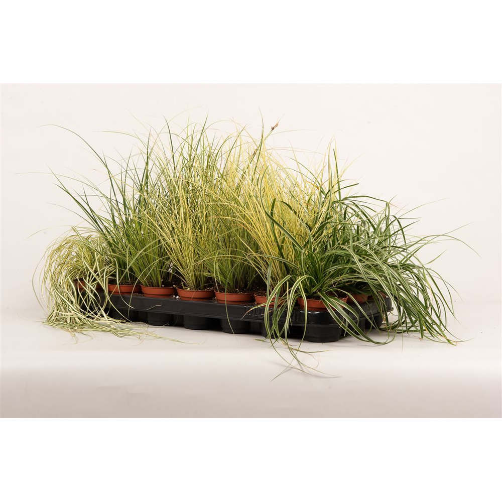 Carex gemengd.