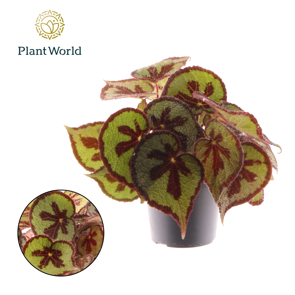 Begonia Masoniana Mountain.