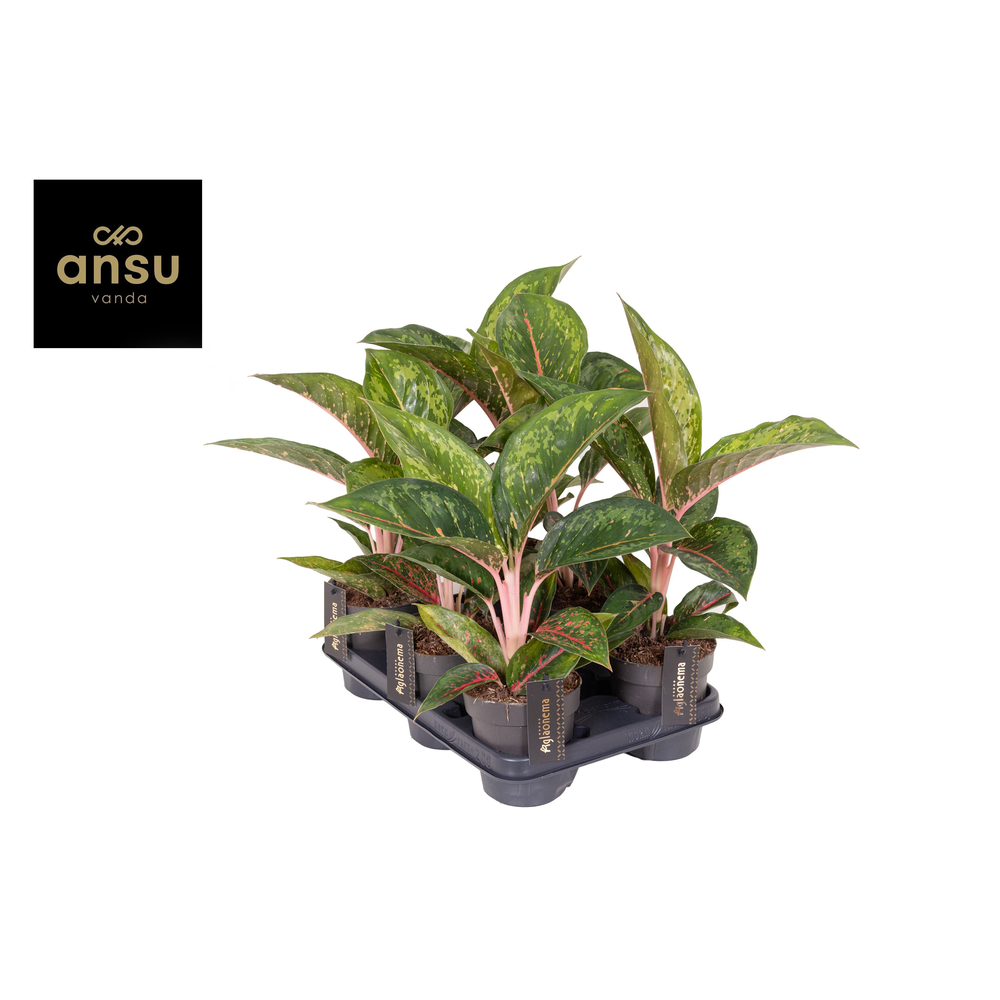 Aglaonema Camo Carmine.