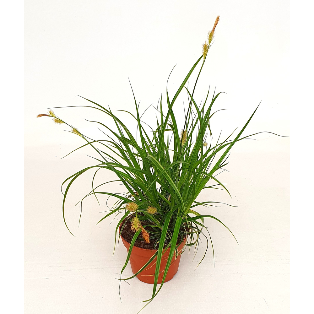 Carex osh. 'Fishers Form'.