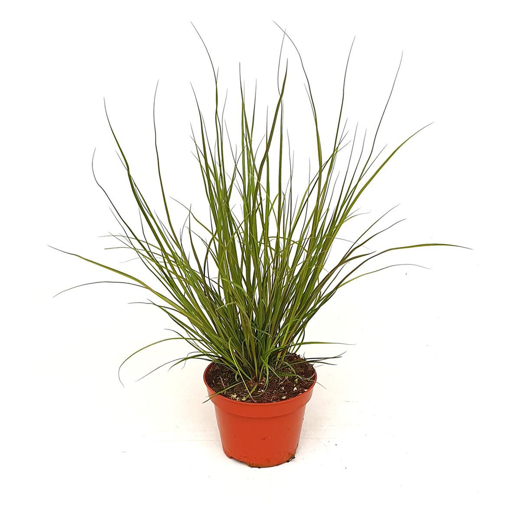 Carex hach. 'Phoenix green'.