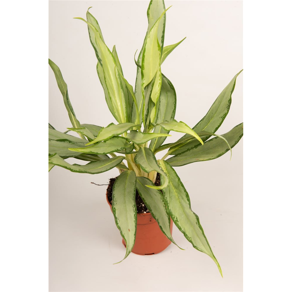 Aglaonema 'White Lance'.