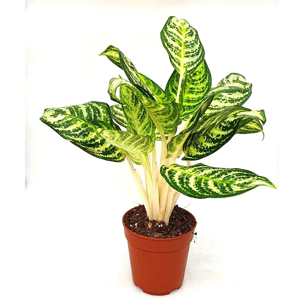 Aglaonema 'Zebra'.