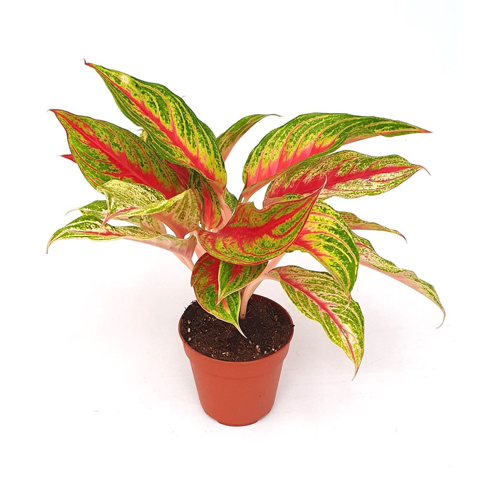 Aglaonema 'Siam Violet'.
