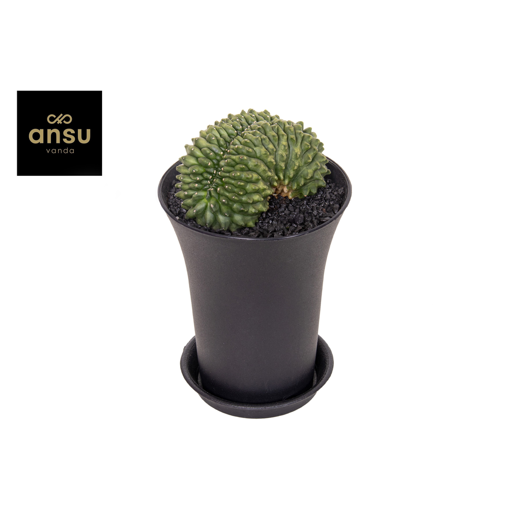 Gymno Cactus 'Spineless' Bridge XXL.