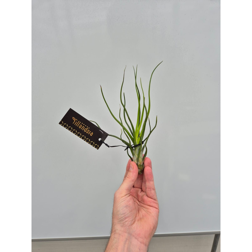 Tillandsia Bulbosa "Upright" L met Label.