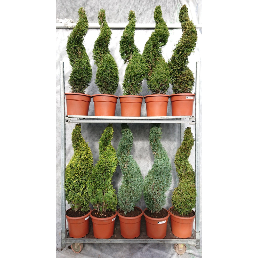 Coniferen 110 Spiraal Mix.