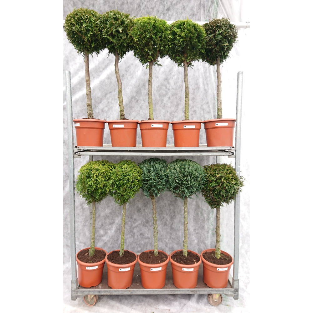 Coniferen Mix 100 Stam.