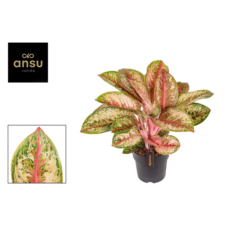 Aglaonema Painted Celebration.