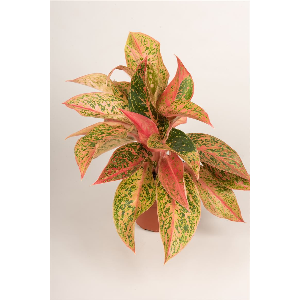Aglaonema 'Prestige'.