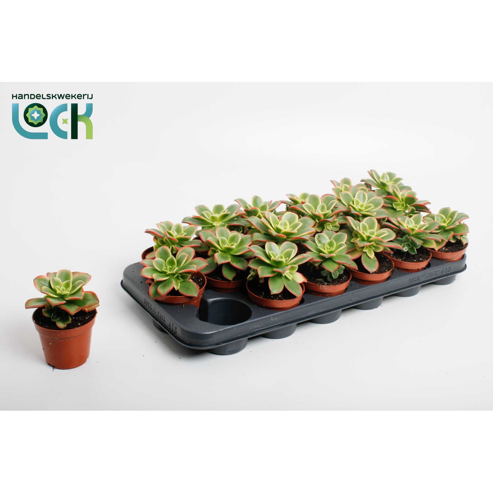 Aeonium Tricolor ('Kiwi').