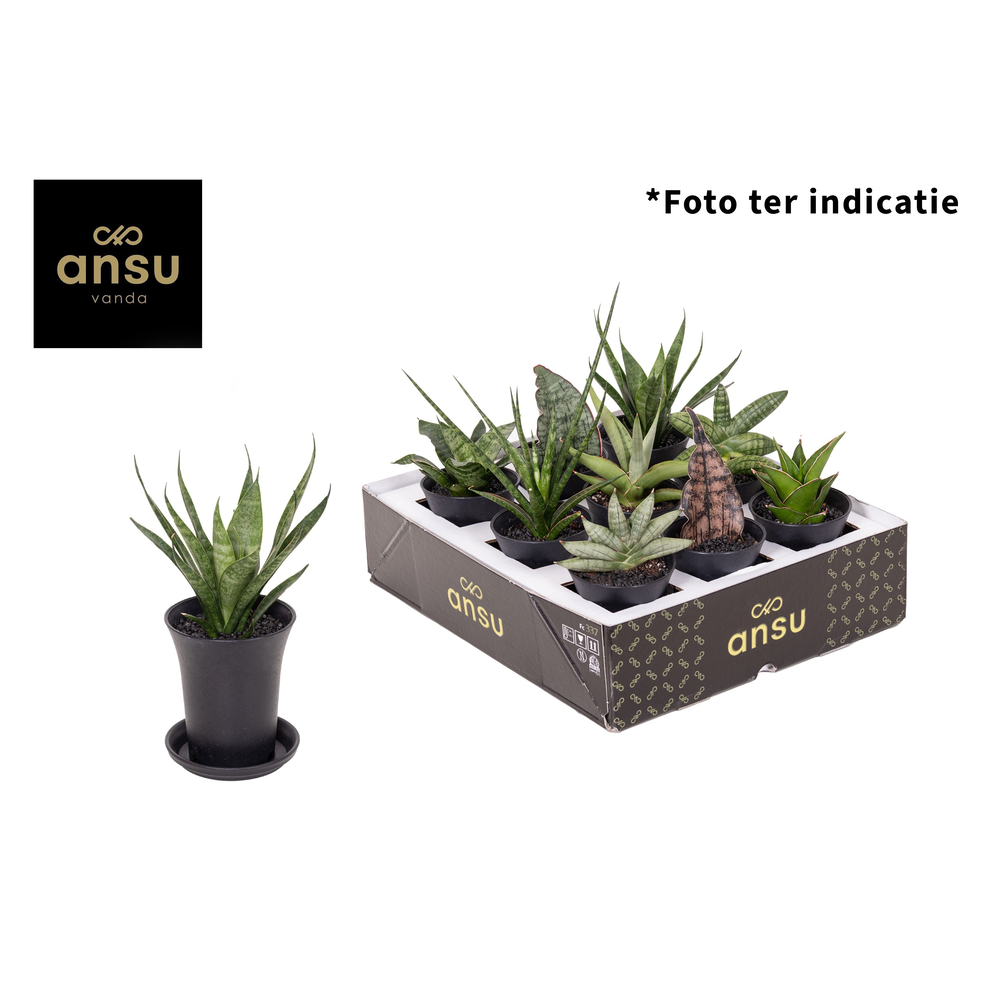 Sansevieria Mix in sierpot.