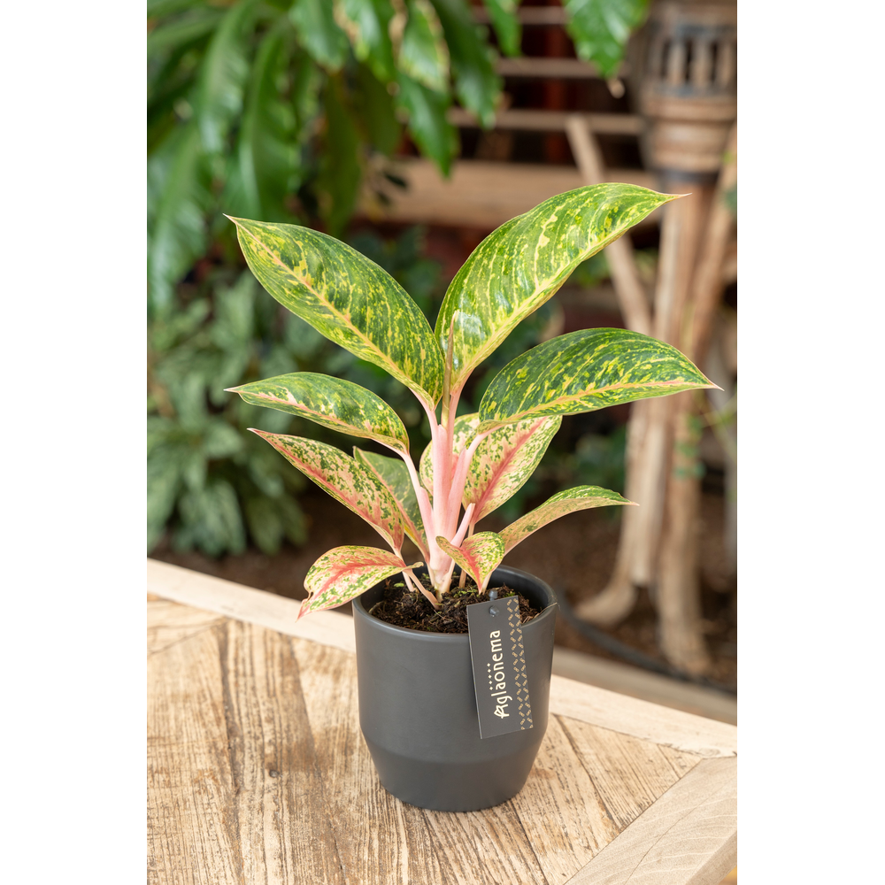 Aglaonema Red Reflections.