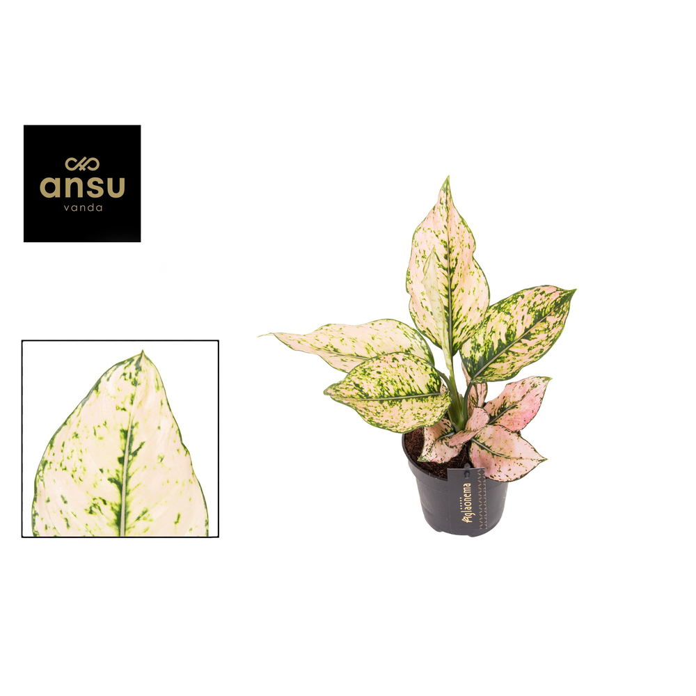Aglaonema Rosy.