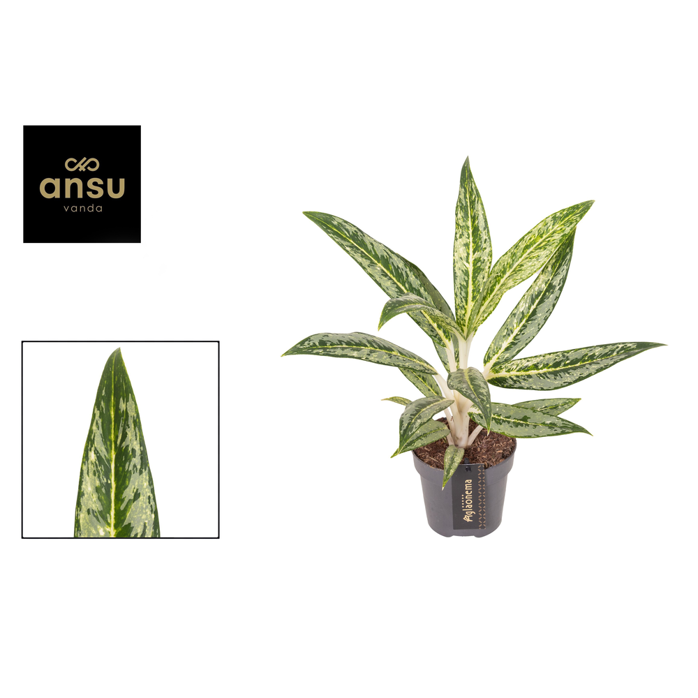 Aglaonema Matcha Lemon.