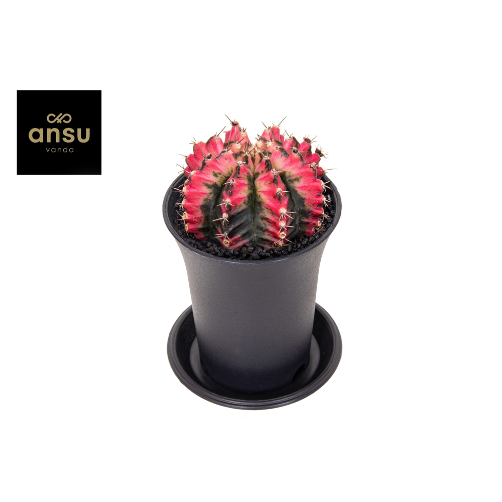 Gymno Cactus 'Multicolor'.