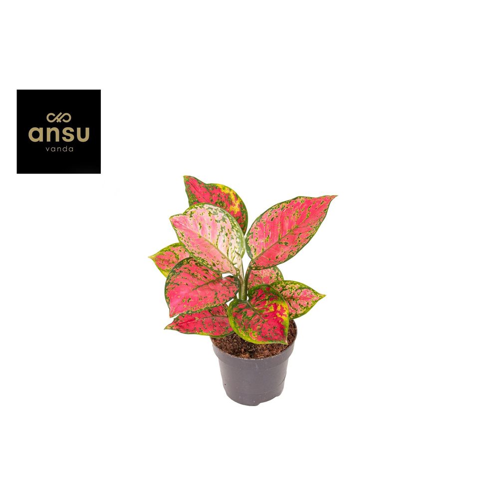 Aglaonema Crimson Love A2.
