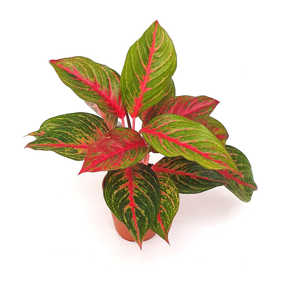 Aglaonema 'Red Emerald'.