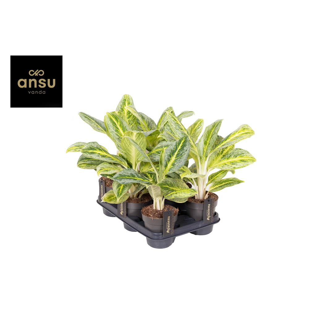 Aglaonema Bitter Lemon.